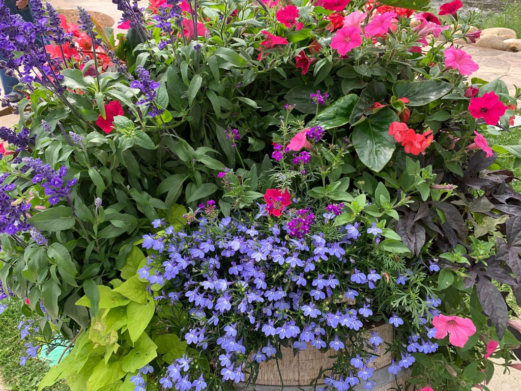 Beautiful flowers, Estes Park, CO