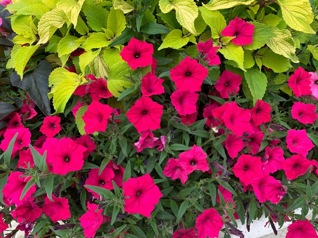 Beautiful Flowers, Estes Park, CO